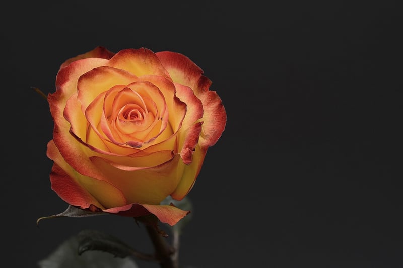Floral Installation